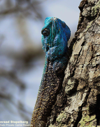 B06Coenraad Stapelberg Agama 121122 2 Final