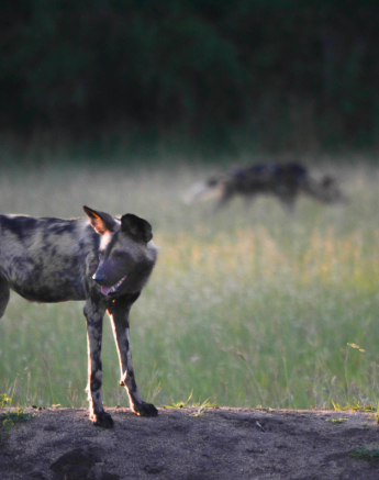 Wild Dog Dam Wild Dog Dam