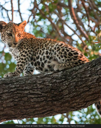 10295334 700683469979307 6674535018724201329 O