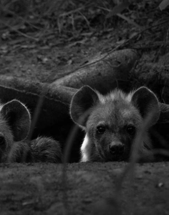 Kosie Lategn Hyena2 Kosie Lategn Hyena2