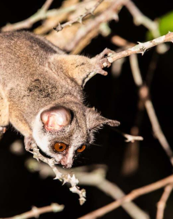 16Terry Ennever Bushbaby 16Terry Ennever Bushbaby