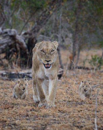 04Mike Palmer Floppy Ear Cubs 260716 04Mike Palmer Floppy Ear Cubs 260716