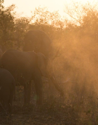 02Sheldon Hooper Elephant Dust Final