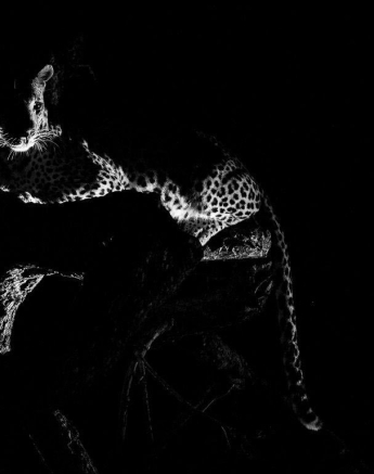 30Terry Ennever Max WD 15417 1 Final 30Terry Ennever Max WD 15417 1 Final