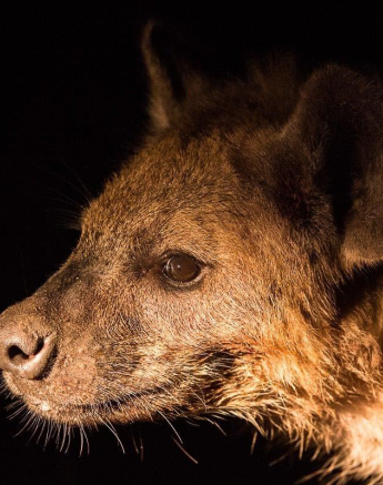 35Terry Ennever Hyena Giraffe 28517 2 Final