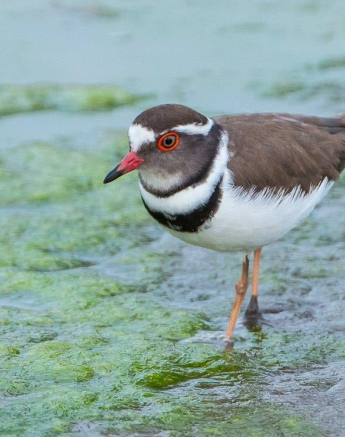 17Terry Ennever 3 Banded Plover Final 17Terry Ennever 3 Banded Plover Final