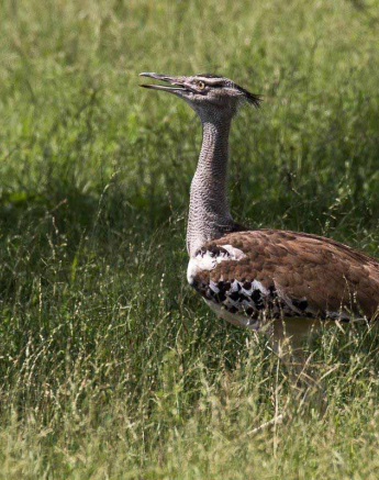 07Franscois Rosslee Kori Bustard 1 Of 1 Final 07Franscois Rosslee Kori Bustard 1 Of 1 Final