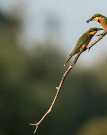 22Kyle 26 Apr Little Bee Eater 2 Final 22Kyle 26 Apr Little Bee Eater 2 Final