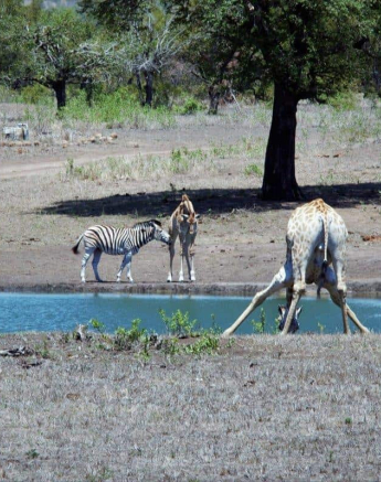 41Maryke Nel Giraffe Zebra 5 Final 41Maryke Nel Giraffe Zebra 5 Final