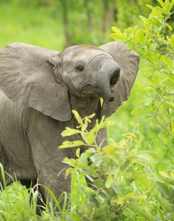 12Ally Ross 20190116 Elephant 02 Final 12Ally Ross 20190116 Elephant 02 Final