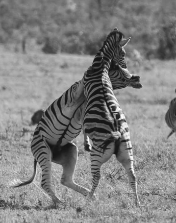 02Ally Ross Zebra Blog 2 Males Challenge  Final