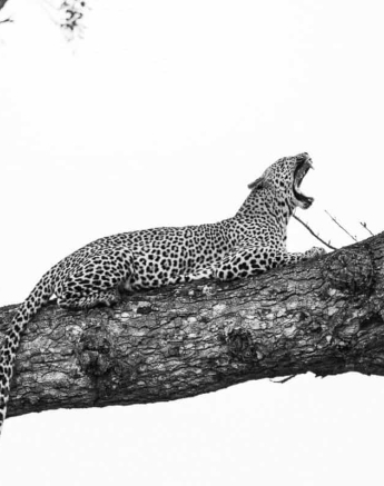 08Louise Murray Scotia 08042019 Final 08Louise Murray Scotia 08042019 Final