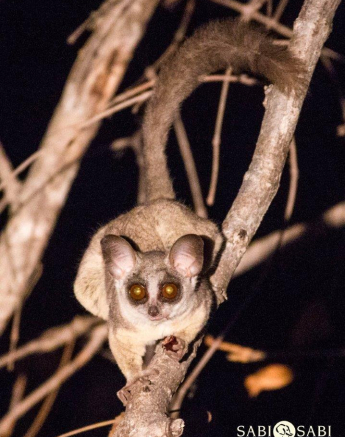 02Frederik Aucamp Lesser Bush Baby 2 Final 02Frederik Aucamp Lesser Bush Baby 2 Final