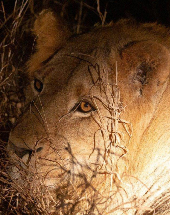 23Louise Murray Male Lions 29082019 Final