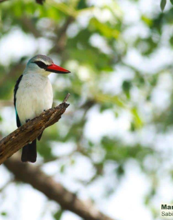 29Marco Vietti Woodland Kingfisher 190220 Final 29Marco Vietti Woodland Kingfisher 190220 Final