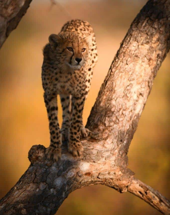 02Ally Ross 20200715 Cheetah 06 Portrait  Final 02Ally Ross 20200715 Cheetah 06 Portrait  Final