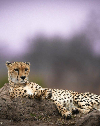 40Ally Ross 20200817 Cheetah Male 01 Final 40Ally Ross 20200817 Cheetah Male 01 Final