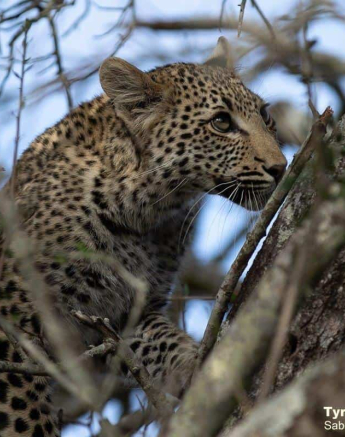 11Tyron Van Der Walt Kigelia And Cub 090920 16 Final