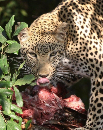 B01Erin Herbst Kigelia 2 170921 Final