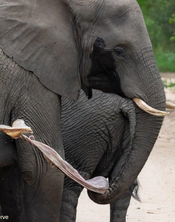 B09ronald Mutero Elephant 27112021 8 Final