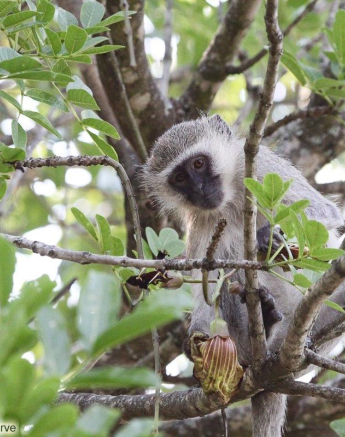 B03Erin Herbst Vervet Monkey 8 031121 Final B03Erin Herbst Vervet Monkey 8 031121 Final