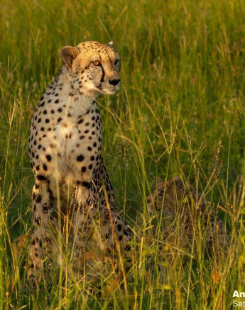 A33Amy Leigh Cheetah With Cub 3 200122 Final
