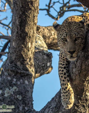 19Kevan Dobbie Max 13.06.2 Final