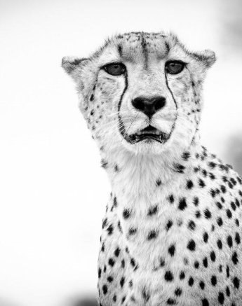 30Kevan Dobbie Cheetah 1011.3 Final