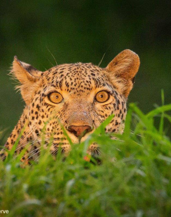 18andries Leopard.kigelia 101120 6 Final 18andries Leopard.kigelia 101120 6 Final
