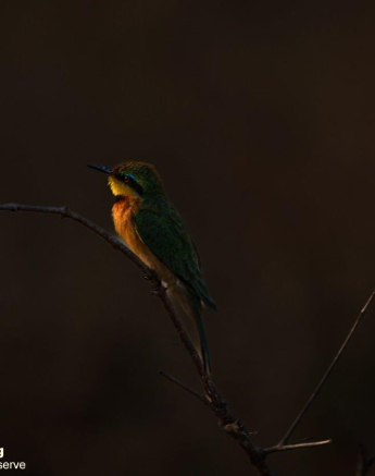 A20Coenraad Stapelberg Little Bee Eater 081022 2 Final A20Coenraad Stapelberg Little Bee Eater 081022 2 Final