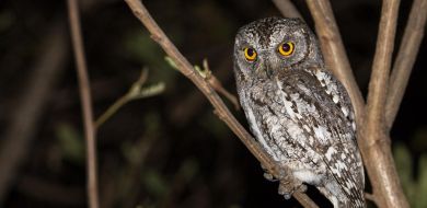 Scops Owl Scops Owl