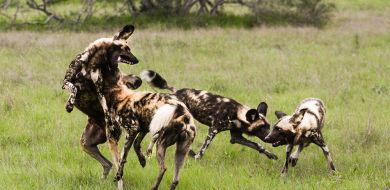 Wild Dog 5