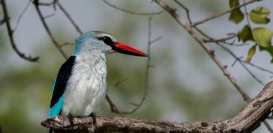 Woodland Kingfisher