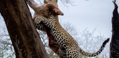 B06Daniel Greyvenstein Ntsumi And Cubs 010822 5 Final B06Daniel Greyvenstein Ntsumi And Cubs 010822 5 Final