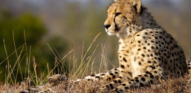B02Daniel Greyvenstein Cheetah Cub 090922 1 Final