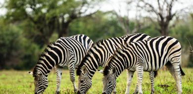 Zebra 5