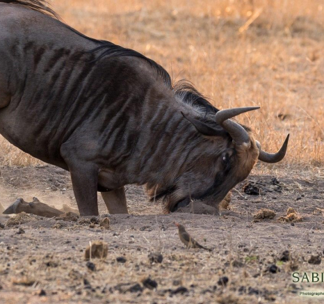 31Franscois Rosslee GNU2 1 Of 1 Final 31Franscois Rosslee GNU2 1 Of 1 Final