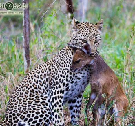 35Greg Heasman Ntsumi 2