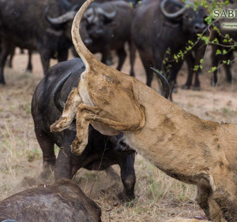 13Terry Ennever Lion Buffalo 12 Final 13Terry Ennever Lion Buffalo 12 Final