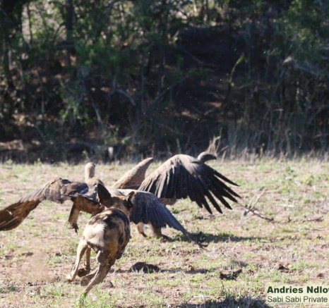 25andries Ndlovu Wild Dogs 151119 2 Final 25andries Ndlovu Wild Dogs 151119 2 Final