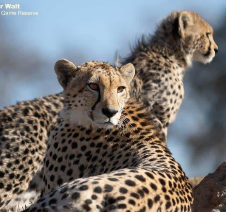 15Tyron Van Der Walt Cheetah And Cubs 160720 3 Final 15Tyron Van Der Walt Cheetah And Cubs 160720 3 Final