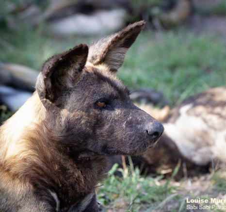 12Louise Murray Wilddogs 01112020 1 Final