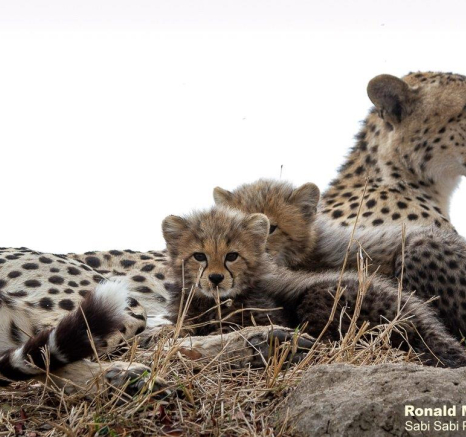 A03Ronald Mutero Cheetah 29092021 6 Final