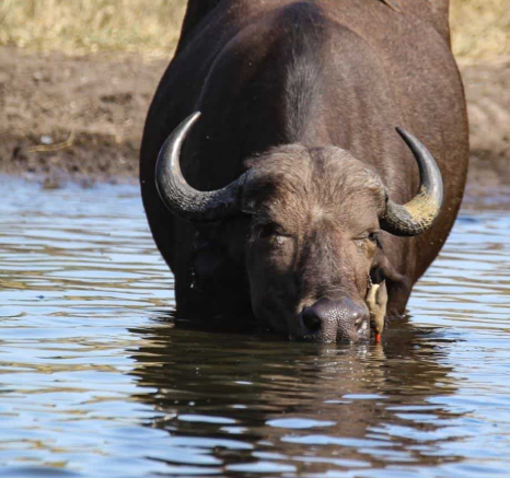 19Louise Murray Buffalo 24032020 1 Final