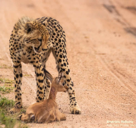 09andries Cheetah.blog 221120 8 Final 09andries Cheetah.blog 221120 8 Final