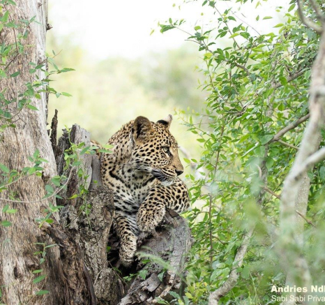 A23andries Leopard.ntsumicub 190122 2 Final A23andries Leopard.ntsumicub 190122 2 Final