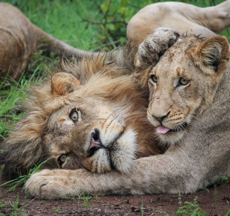 Fransois Rosslee Stix1 1 Of 1 Fransois Rosslee Stix1 1 Of 1