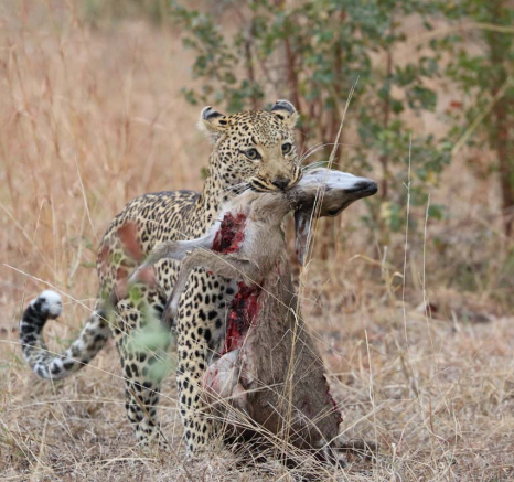 15Eve Woodhill Lisbon Kill 2 15Eve Woodhill Lisbon Kill 2