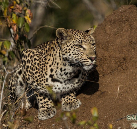 21Kevan Dobbie LBC Cub 1 Final