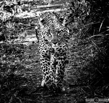 22Kevan Dobbie Kigelia 11062017 Final